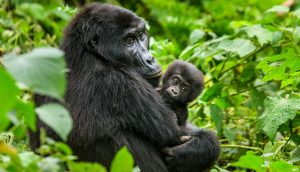 4 Days Gorillas & Golden Monkeys