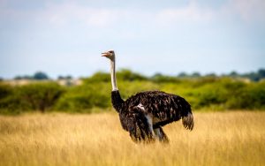 10 Days Eastern Route with Kidepo