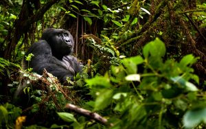 7 Days Uganda Safari