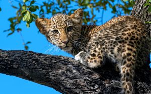 8 Days Best of Rwanda