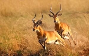 12 Days Uganda & Rwanda