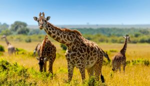 20 Days Uganda Highlights