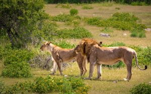 5 Days Rwanda Gorillas & Game drives