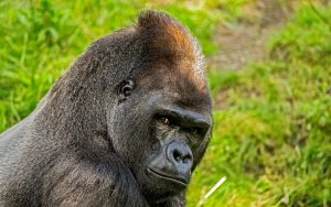 6 Days Highland & Lowland Gorillas