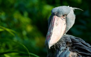 21 Days Classic Birding Safari