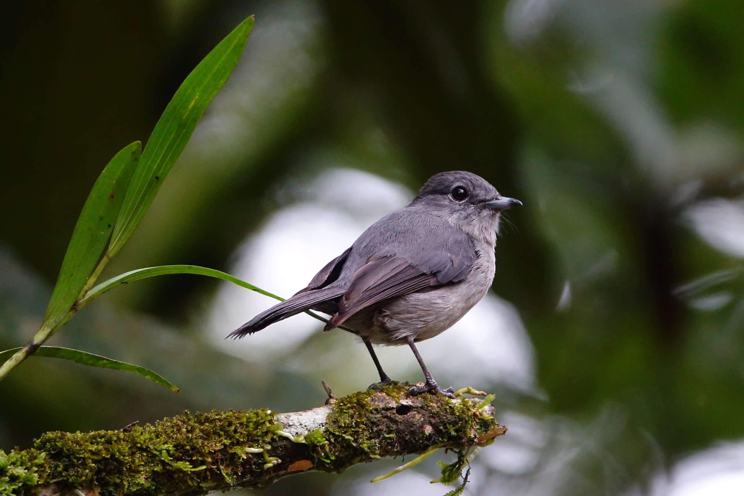 flycatcher
