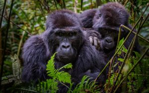 3 Days Rwanda Gorillas